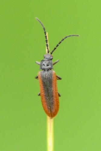 Omalisus fontisbellaquei